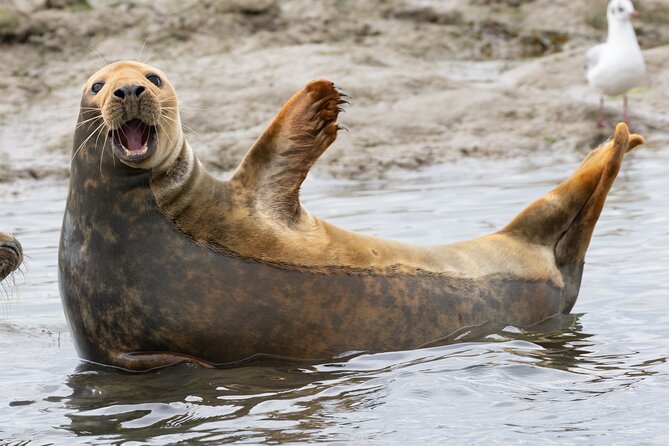2.5 Hours SightSeeing Tour in Beaulieu River - The value case: $53.60 for 2.5 hours of wildlife time