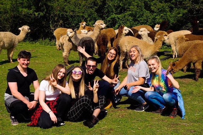 2-Hour Alpaca Farm Experience in Kenilworth - A simple plan with real animal time