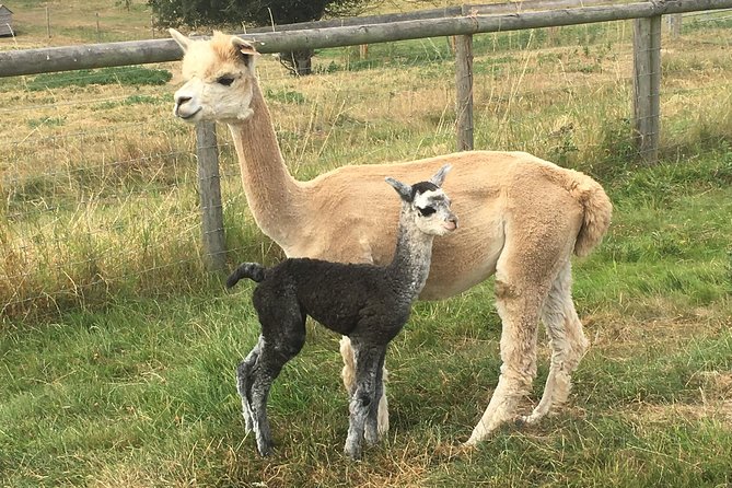 2-Hour Alpaca Farm Experience in Kenilworth - Key highlights to know before you go