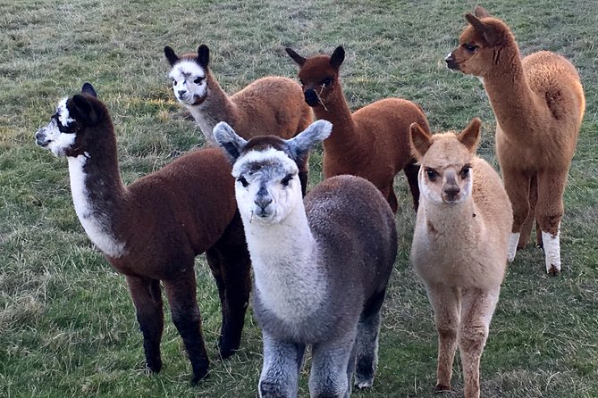 2-Hour Alpaca Farm Experience in Kenilworth - The opening talk and the alpaca accessory shop moment