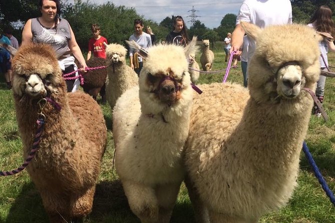 2-Hour Alpaca Farm Experience in Kenilworth - Cuddling baby alpacas and getting the photos you came for