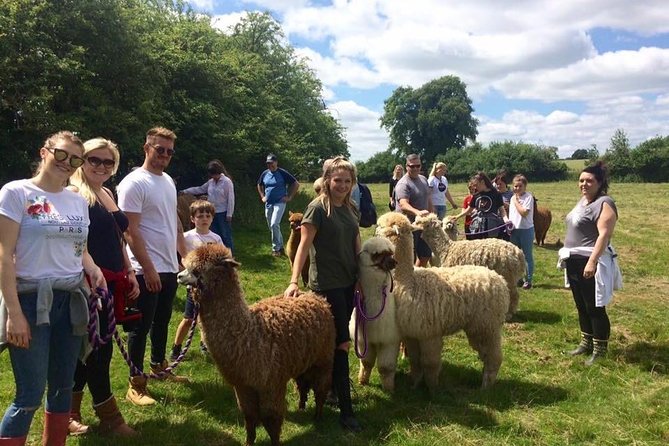 2-Hour Alpaca Farm Experience in Kenilworth - The farm circuit: feeding the herd with real handling tips
