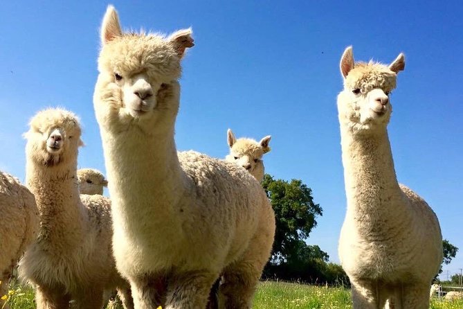2-Hour Alpaca Farm Experience in Kenilworth - The alpaca walk finish: a hands-on moment you control