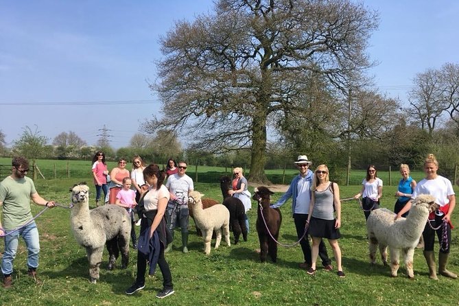 2-Hour Alpaca Farm Experience in Kenilworth - Price and value: is 35.78 USD for two hours worth it?