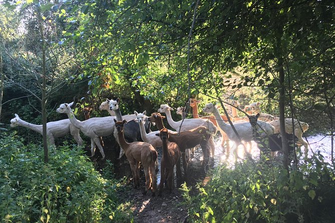 2-Hour Alpaca Farm Experience in Kenilworth - Two hours with Faerie Tale Alpacas, a clear and friendly flow
