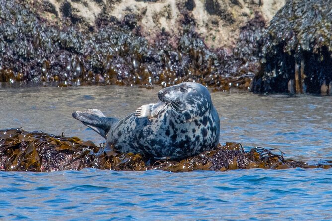 90 Minute Coastal Explorer in Torquay - Skipper Jon and the balance of safety, speed, and talk