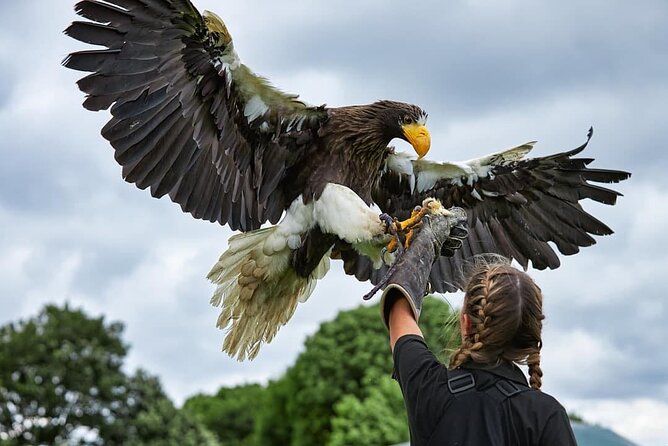 Admission Pass to Eagle Heights in Kent - Key things to know before you go