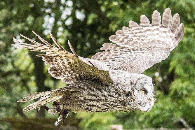 Admission Pass to Eagle Heights in Kent - Eagle Heights Wildlife Foundation: Kent views and raptors as the main event