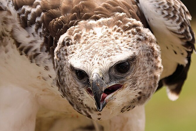 Admission Pass to Eagle Heights in Kent - Wildlife education with a conservation mission behind it