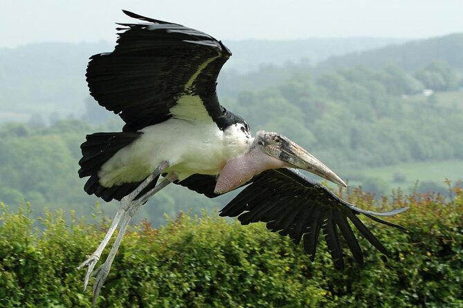 Admission Pass to Eagle Heights in Kent - The tearoom break: using downtime without losing momentum