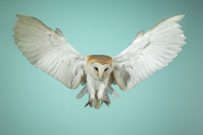 Admission Pass to Eagle Heights in Kent - How long should you plan, and who this fits best?