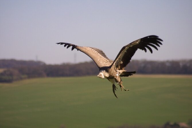 Admission Pass to Eagle Heights in Kent - Small-footprint experience: what to expect from a family-run non-profit