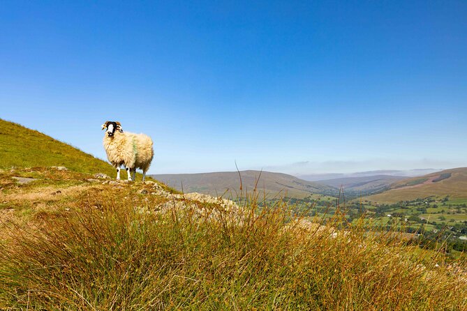 All Creatures Great & Small tour from York - Wensleydale Creamery: cheese fans get the good part
