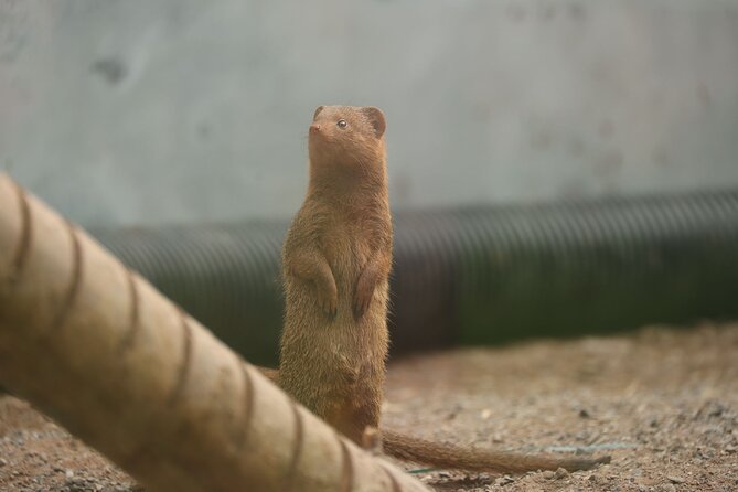 Entry ticket to Hoo Zoo and Dinosaur World in Telford - Close-Ups You Should Target: Lemurs, Wallabies, and Weekend Encounters
