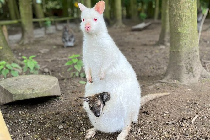 Entry ticket to Hoo Zoo and Dinosaur World in Telford - Optional Add-Ons Beyond Admission: Junior Zoo Keeper and Feeding Experiences