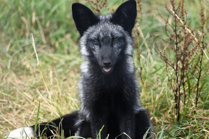 Fox Encounter for 2 people and park entry - Add-on time at the park, using the included entry smartly