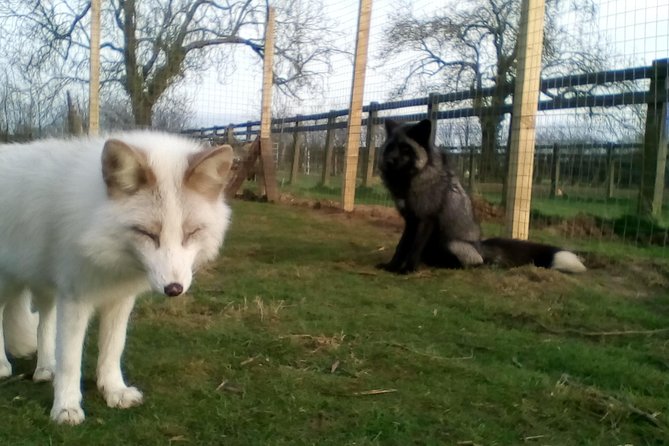Fox Encounter for 2 people and park entry - Location in Stickney, and what that means for your day