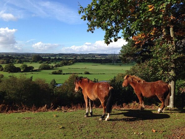 Guided Walking Tour of New Forest National Park in Hampshire - Where the New Forest experience starts: Abbots Well Road at 2:00 pm