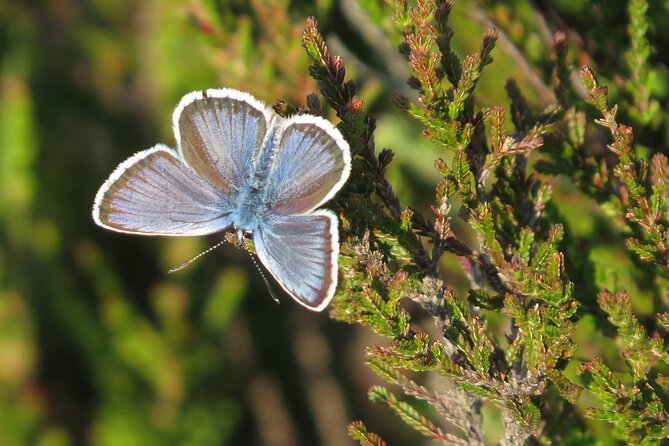 Guided Walking Tour of New Forest National Park in Hampshire - The William the Conqueror connection, plus why grazing still matters