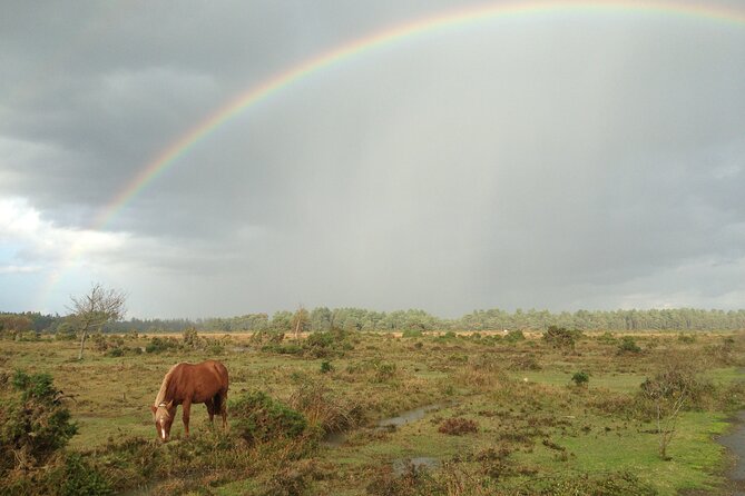 Guided Walking Tour of New Forest National Park in Hampshire - Price and value: about $23 for a guided New Forest introduction