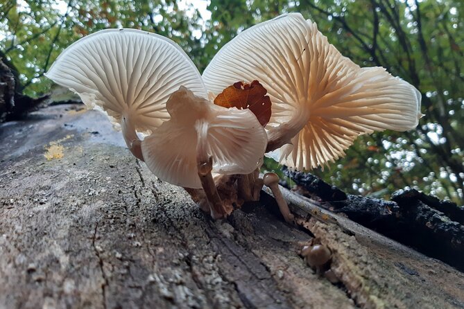 Guided Walking Tour of New Forest National Park in Hampshire - When to schedule it: weather checks and comfort essentials