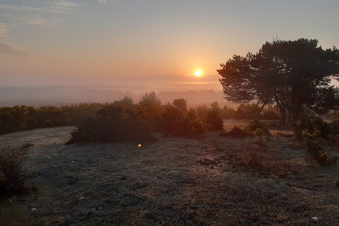 Guided Walking Tour of New Forest National Park in Hampshire - Wildlife spotting that is realistic, not a guessing game