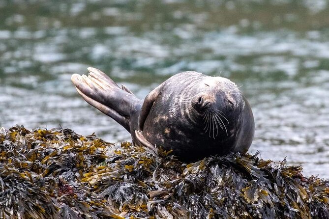 Guided Wildlife and Sea Cave Kayak Safari in English Riviera - Key Things I Wouldn’t Skip on This English Riviera Kayak Safari