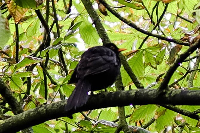 Half-day Forest Bathing and Yoga in Brighton's Woodlands - Shinrin-yoku in Stanmer woods: walking as a stress reset