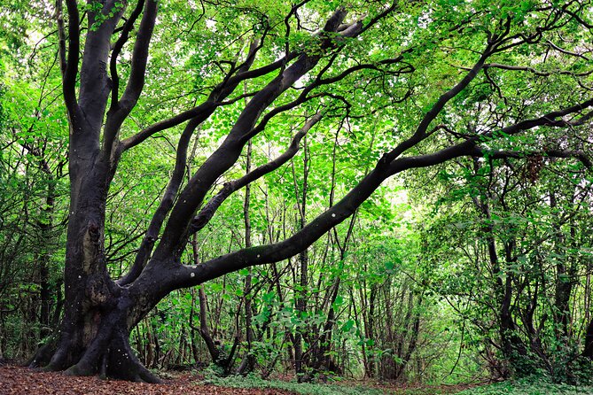 Half-day Forest Bathing and Yoga in Brighton's Woodlands - The role of Xenia: pacing, adaptation, and real nature talk