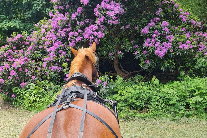 Horse drawn carriage ride york - Your Guides and the Horses: Why This Feels Personal