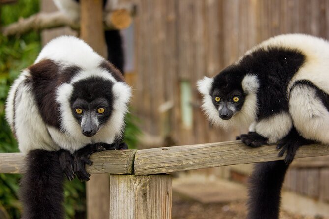 Howletts Day Ticket - Howletts Day Ticket in Canterbury: what you get for your money