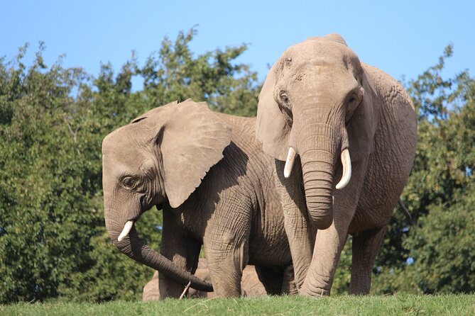 Howletts Day Ticket - Should you book this Howletts Day Ticket?