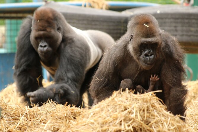 Howletts Day Ticket - Snakes and creepy-crawlies, plus the animal surprises