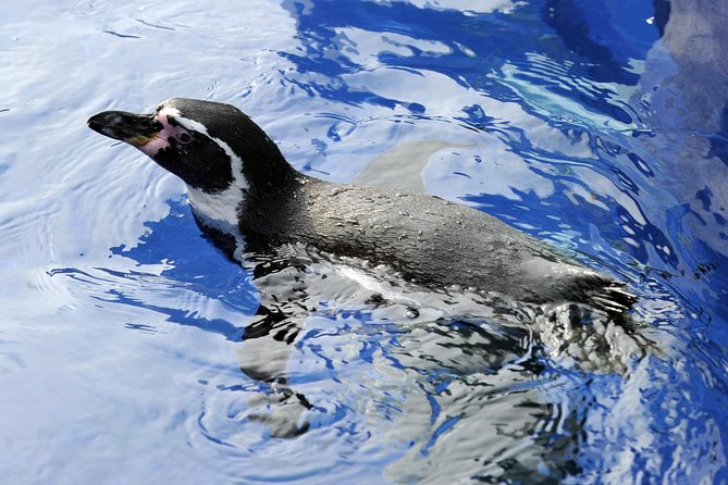 Hunstanton SEA LIFE Sanctuary General Admission Ticket - Getting oriented at Hunstanton SEA LIFE Sanctuary (a 2-hour loop)