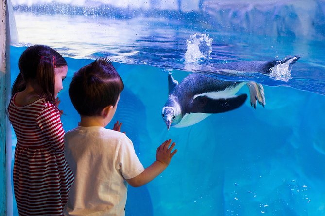 Hunstanton SEA LIFE Sanctuary General Admission Ticket - Ocean Tunnel: Ernie the green sea turtle and the 187,500 litre ocean tank