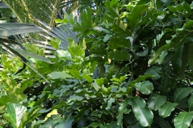 Kew Gardens, Richmond - Self-Guided Audio Tour - Princess of Wales Conservatory: follow the glassy ecosystems walk