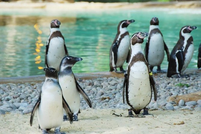 London Zoo Entry Ticket - Price and value for your London Zoo ticket