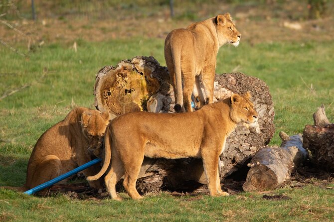Port Lympne Day Ticket - Safari truck rides and how to time your animal viewing