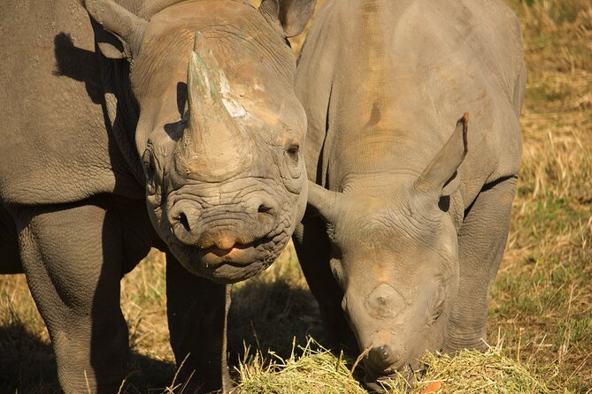 Port Lympne Day Ticket - Big species, including rhinos, giraffes, and tiger close-ups