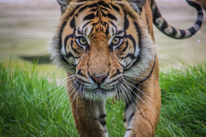 Port Lympne Day Ticket - How long should you plan, 1 to 7 hours at your pace