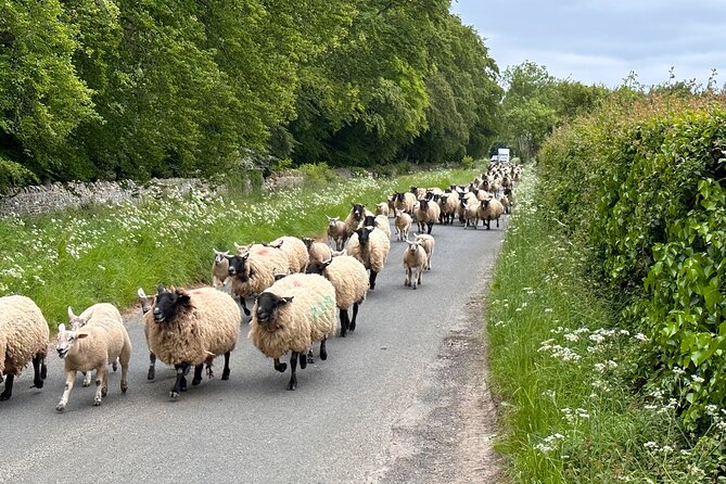 Private Day Tour from Bath to the Captivating Cotswolds - A short footpath stroll for stream views and sheep
