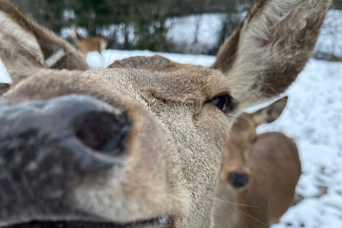 Private Deer Park Tour and Day Out in Leek - Key highlights to look forward to