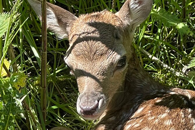 Private Deer Park Tour and Day Out in Leek - Sprinks Farm Deer Park near Leek: what you’re really signing up for