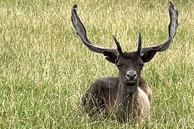 Private Deer Park Tour and Day Out in Leek - Timing and logistics: 3pm tours, mobile tickets, and weather reality
