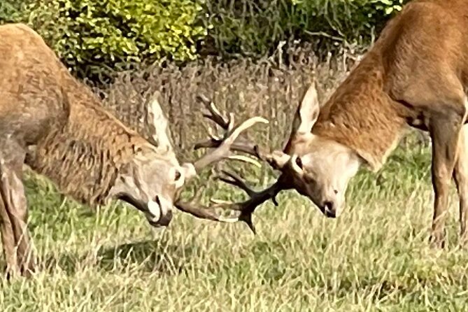 Private Deer Park Tour and Day Out in Leek - Price and value: what $30.21 buys you per person