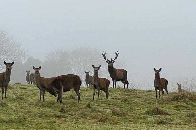 Private Deer Park Tour and Day Out in Leek - A note on refunds, changes, and what to do if plans wobble