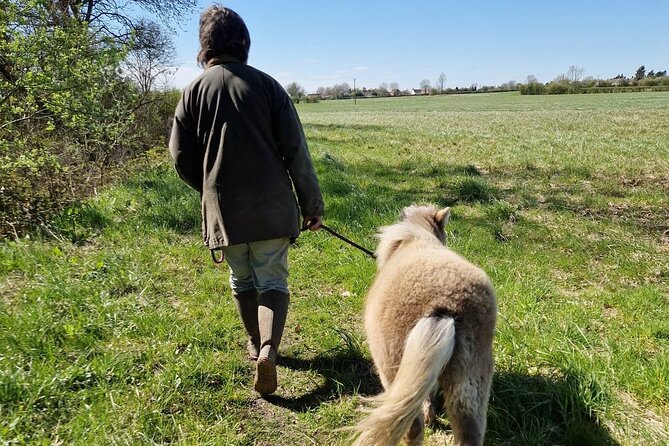 Private Miniature Horse Walking near Lincoln - One hour outdoors: routes, pace, and real expectations