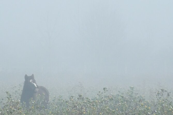 Private Miniature Horse Walking near Lincoln - Meet the full property: ponies, goats, chickens, and Bessie