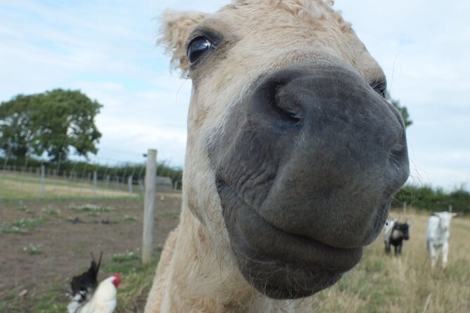 Private Miniature Horse Walking near Lincoln - Falabella personalities: what you learn while you handle them