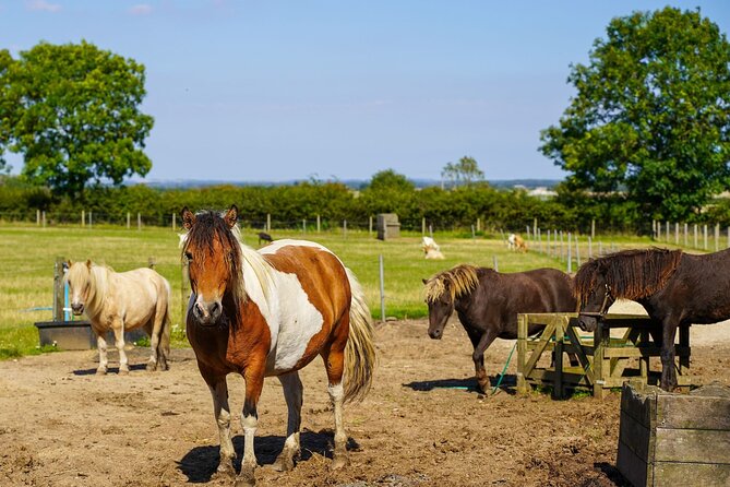 Private Miniature Horse Walking near Lincoln - Private pricing near Lincoln: does it feel fair?
